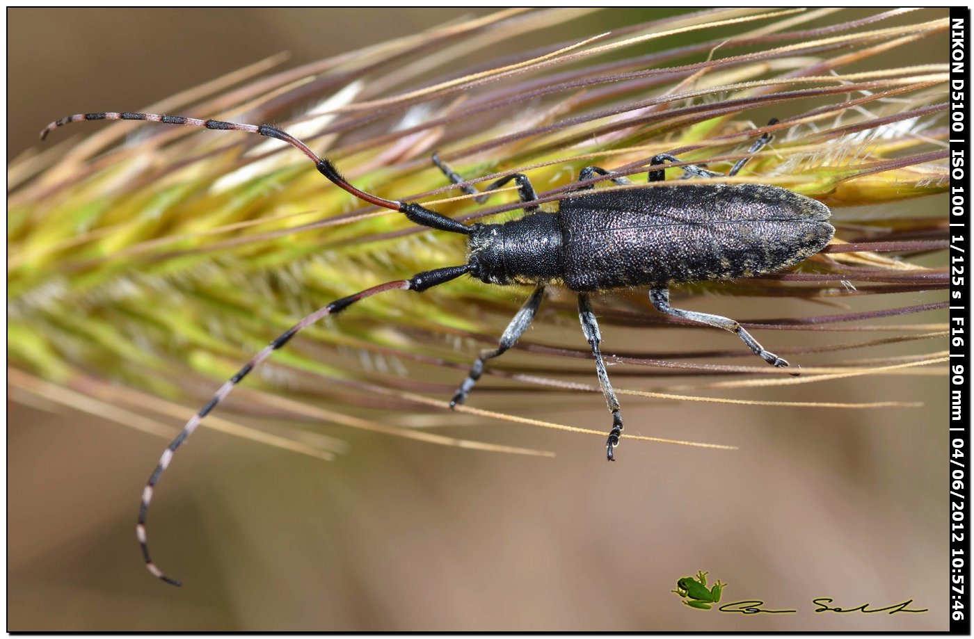 Agapanthia sicula malmerendii Sama