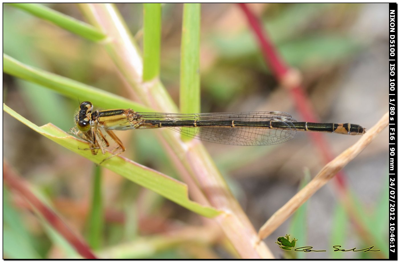 Ischnura genei