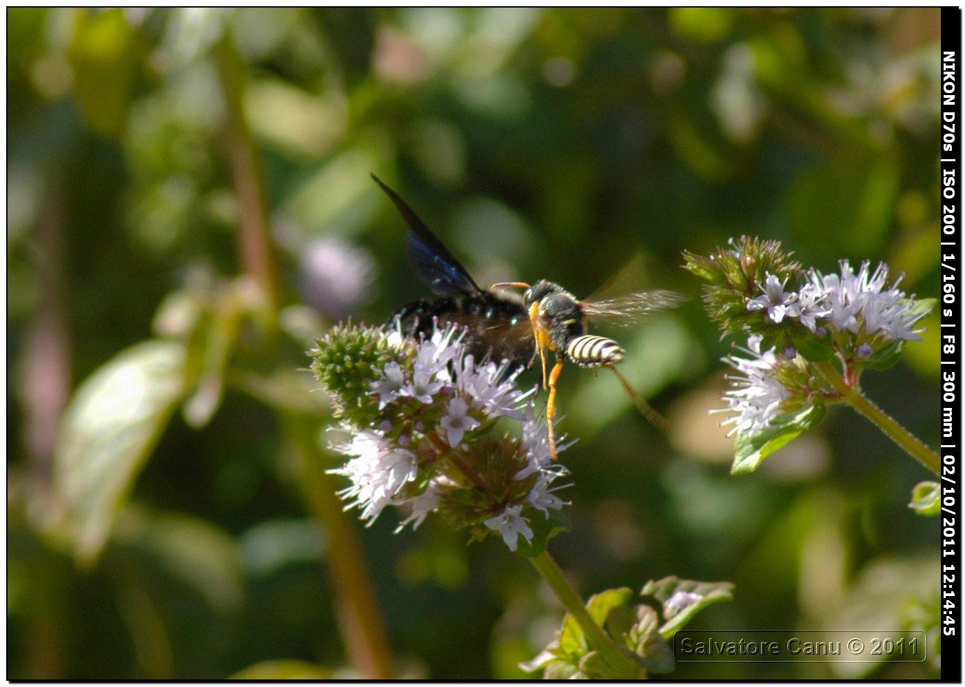 Apidae Xylocopinae: Xylocopa violacea ♂ e Nomada sp.(Apidae Nomadinae)