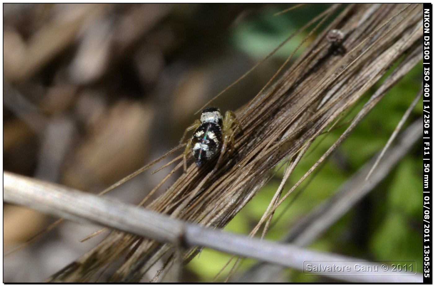 Heliophanus sp.