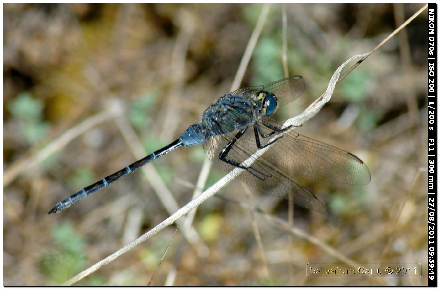 Orthetrum?? - Orthetrum trinacria