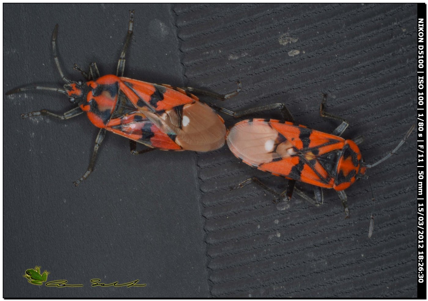 Spilostetus pandurus ♂♀