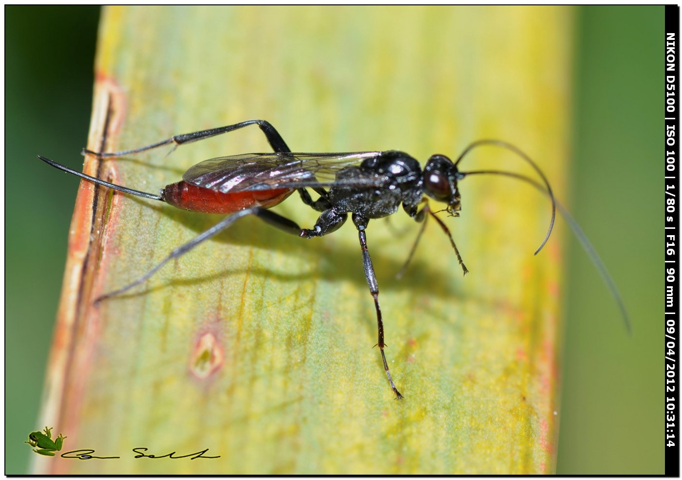 Ichneumonidae? da Usini