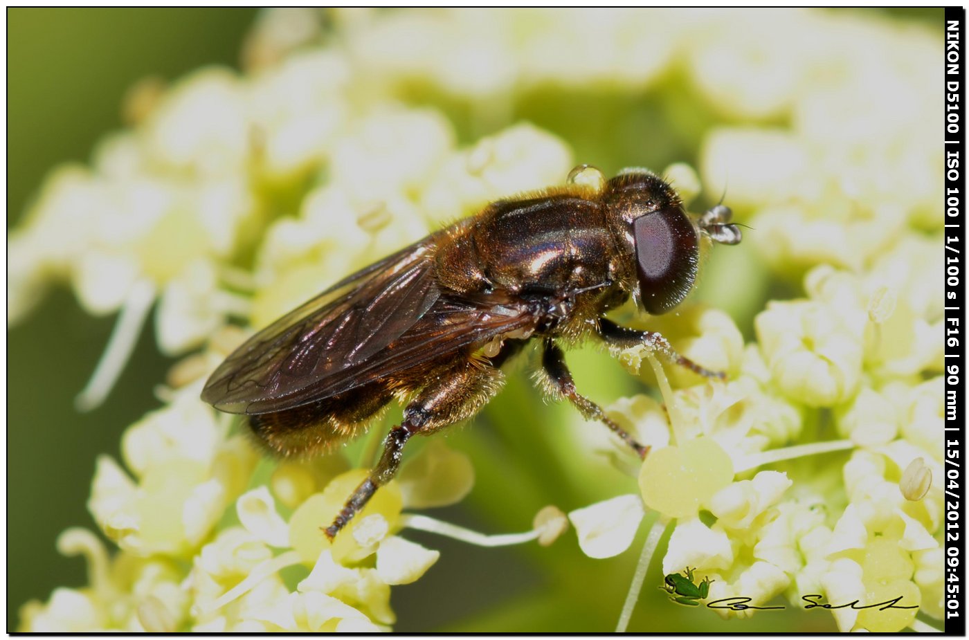 Eumerus sp.