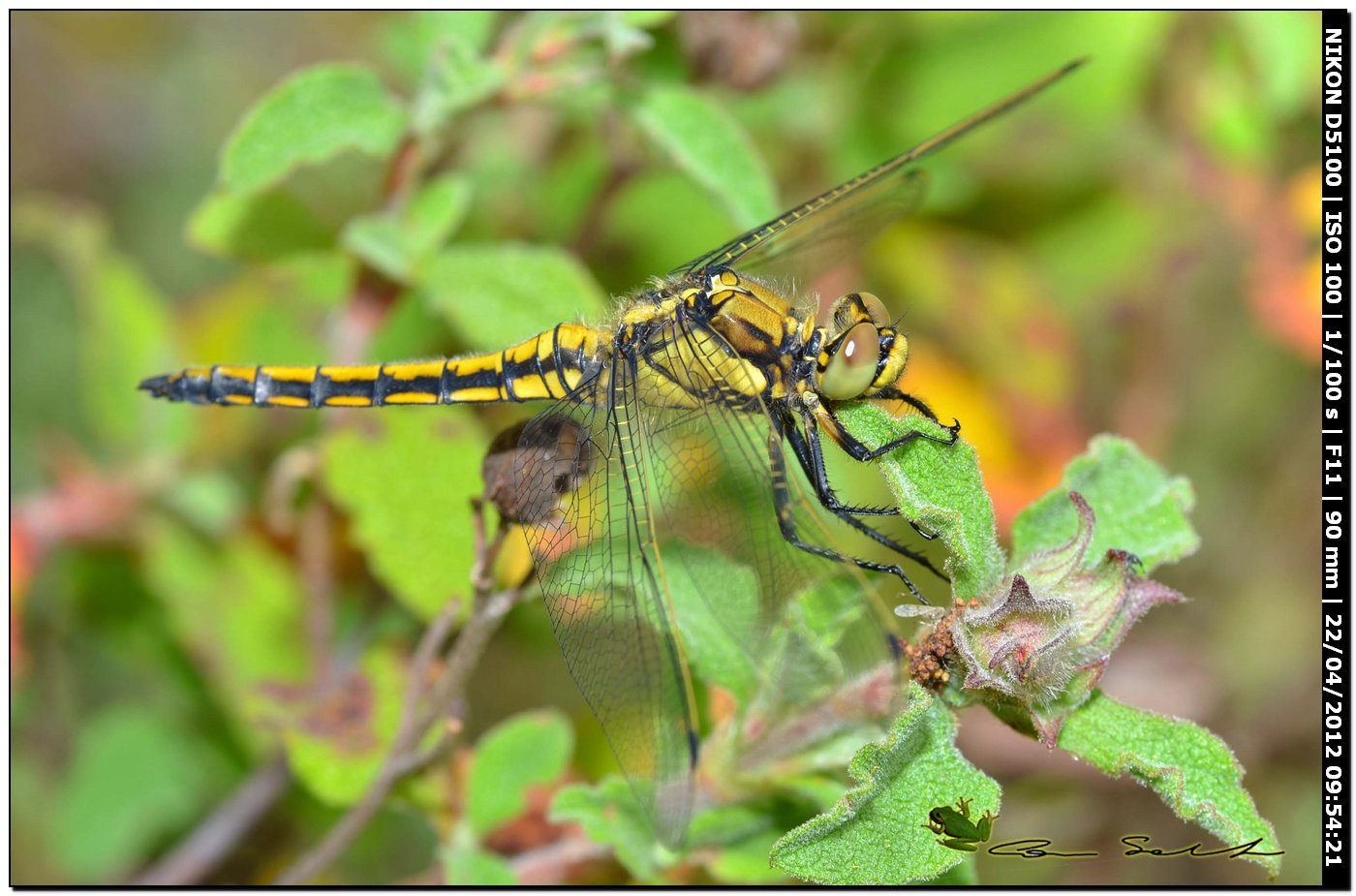 Orthetrum cancellatum