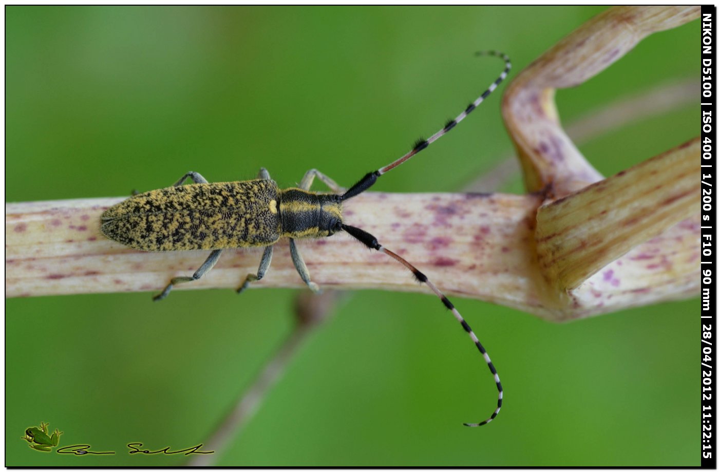 Agapanthia sicula malmerendii