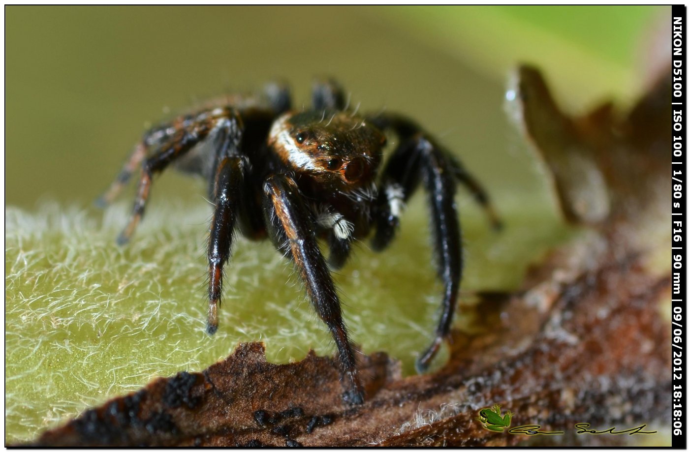 Carrhotus xanthogramma? No. Maschio di Evarcha jucunda