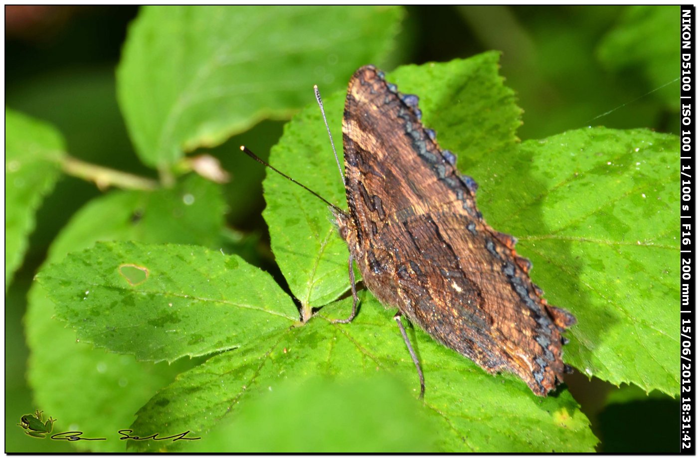 Nymphalis polychloros