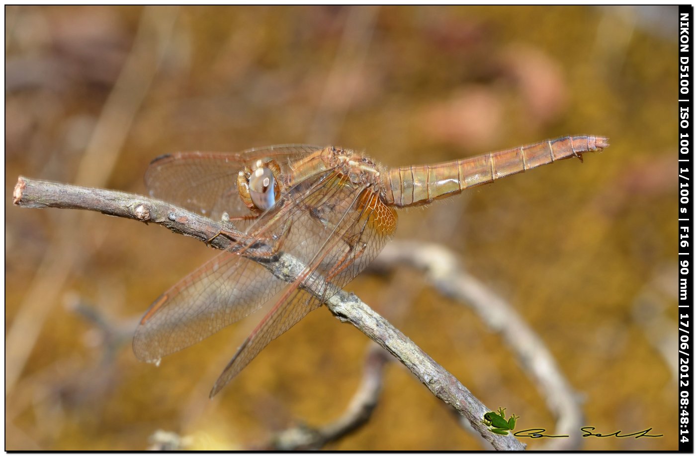 Crocothemis erythraea ♀