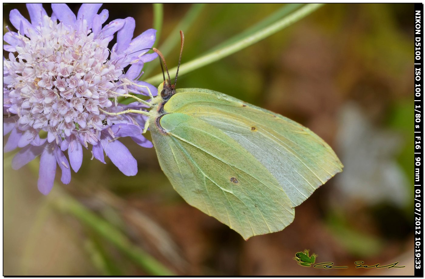 Gonepteryx cleopatra ♂