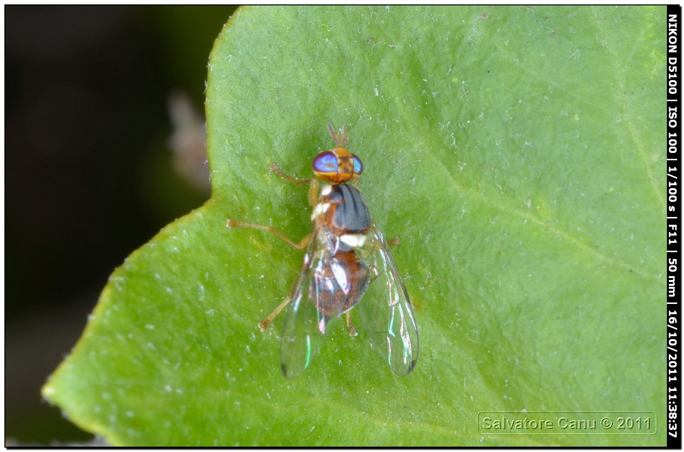 Bactrocera oleae (Tephritidae)