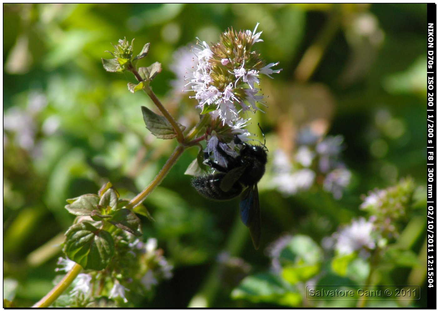 Apidae Xylocopinae: Xylocopa violacea ♂ e Nomada sp.(Apidae Nomadinae)