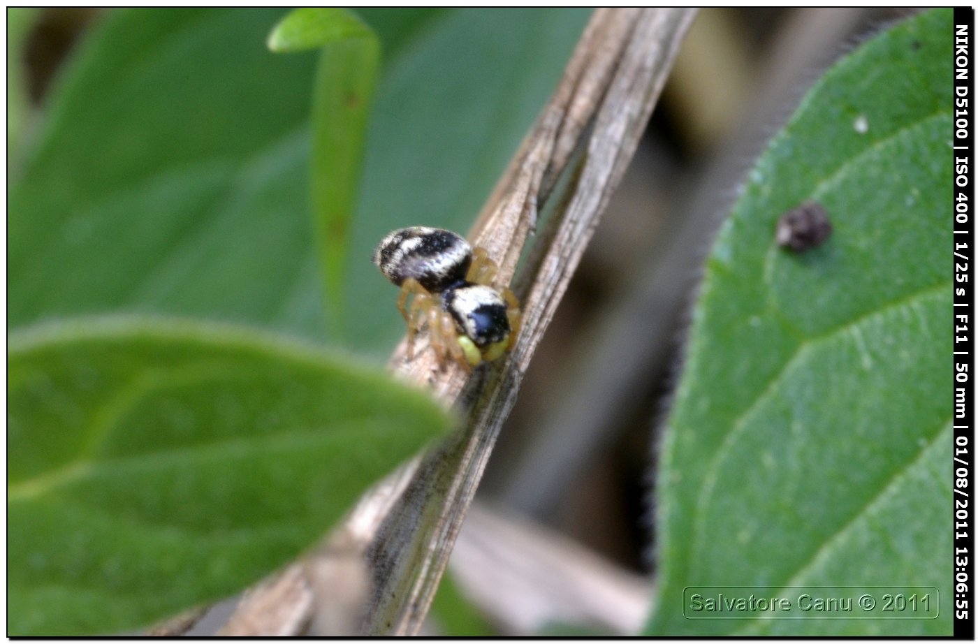 Heliophanus sp.