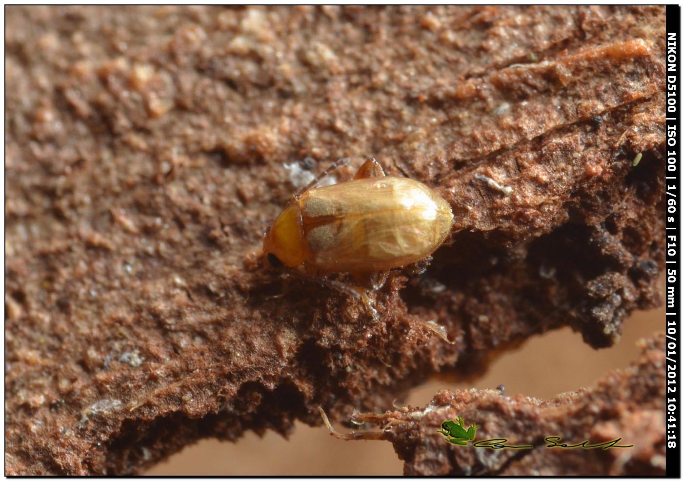 Piccolo Chrysomelidae alticino sotto la corteccia