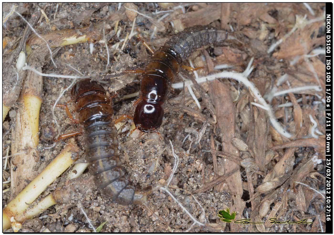 larve di Ocypus sp.