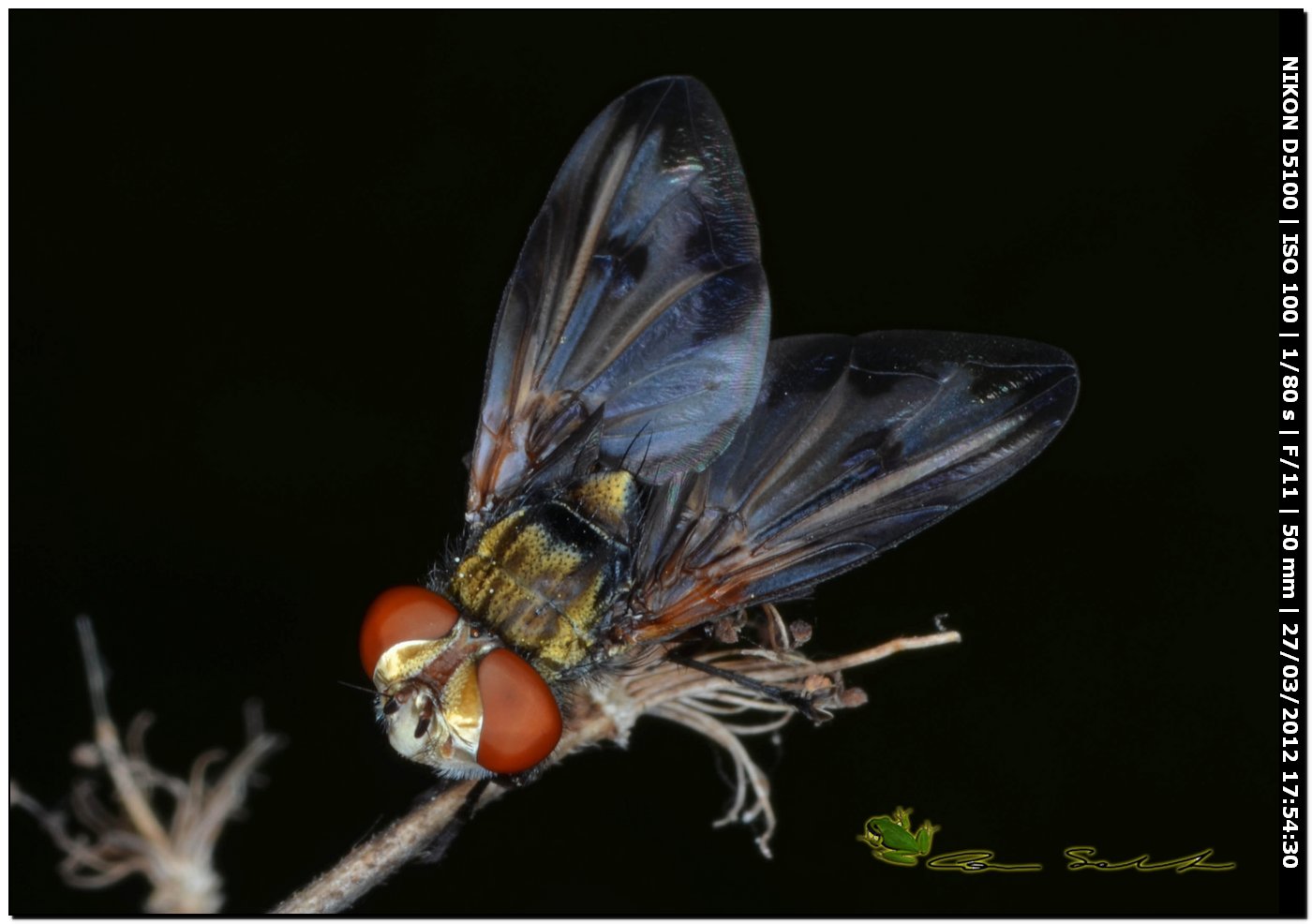 Aculepeira cf. armida