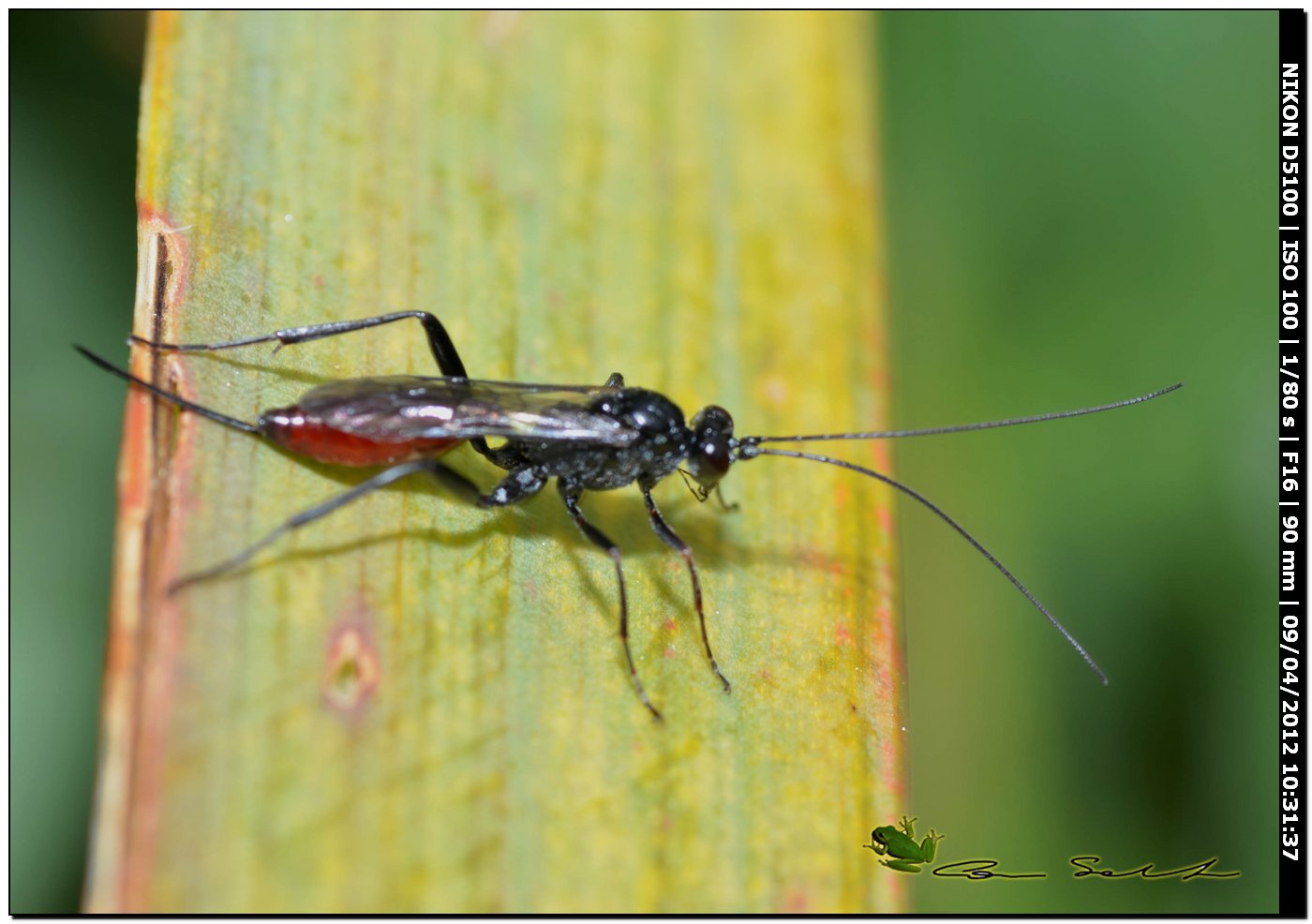 Ichneumonidae? da Usini