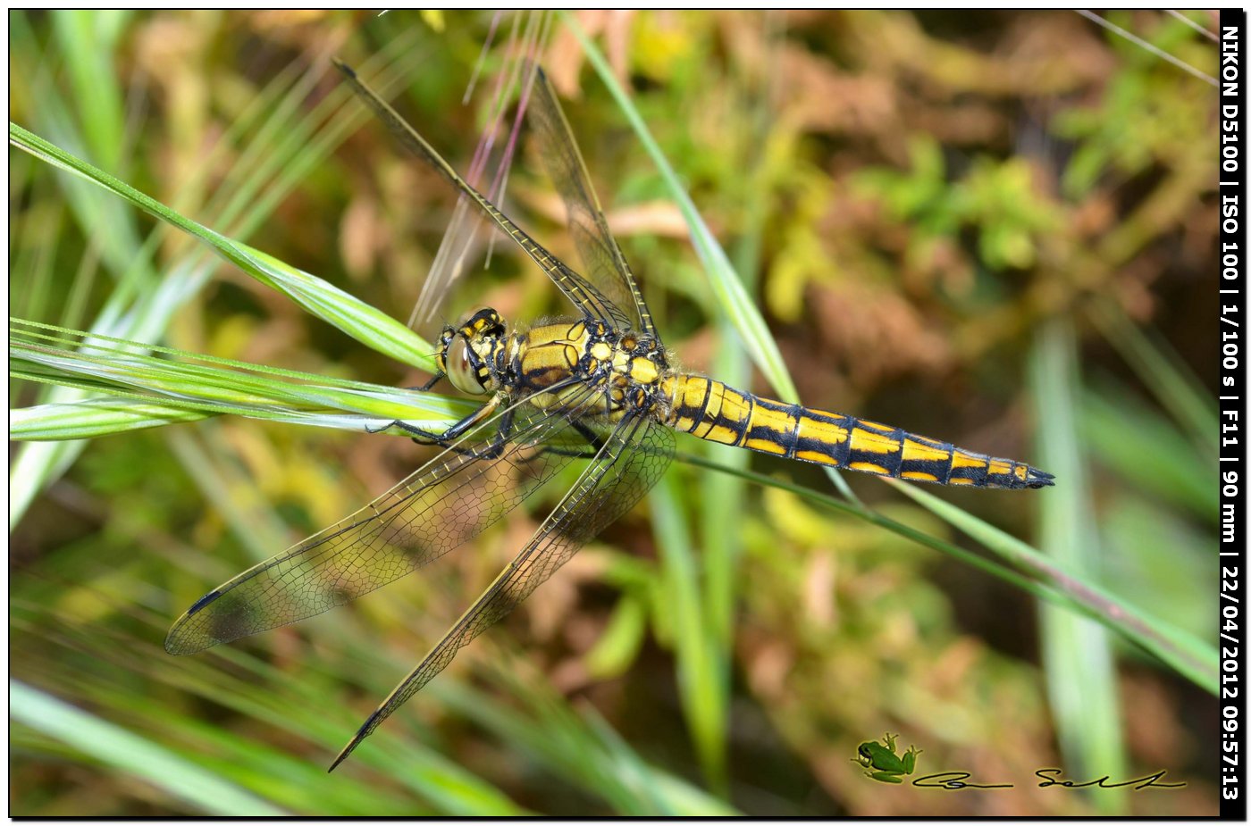 Orthetrum cancellatum