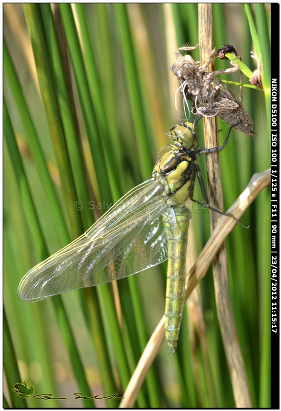 Orthetrum cancellatum, metamorfosi