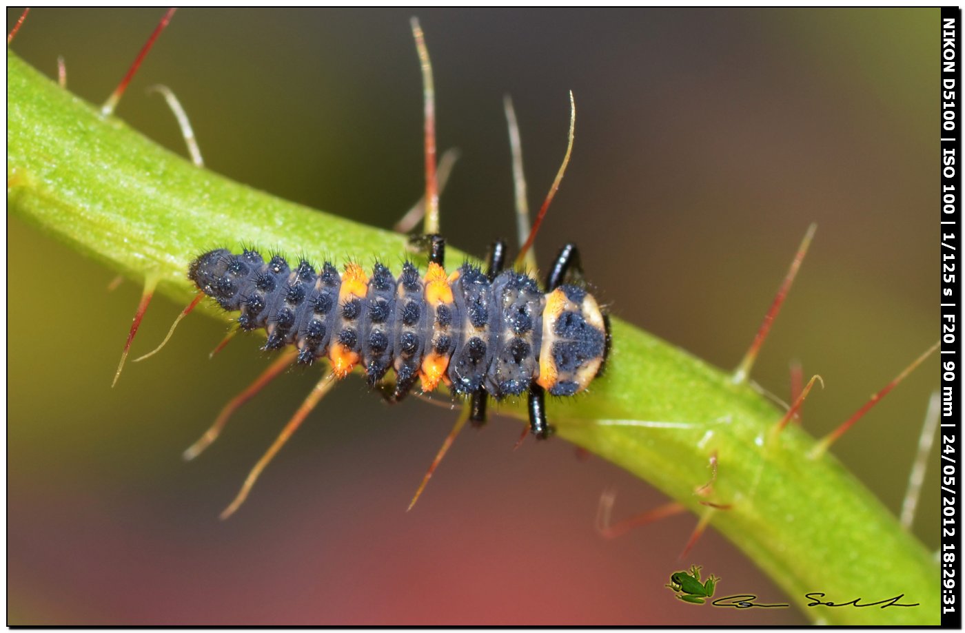 Larva di Coccinella septempunctata