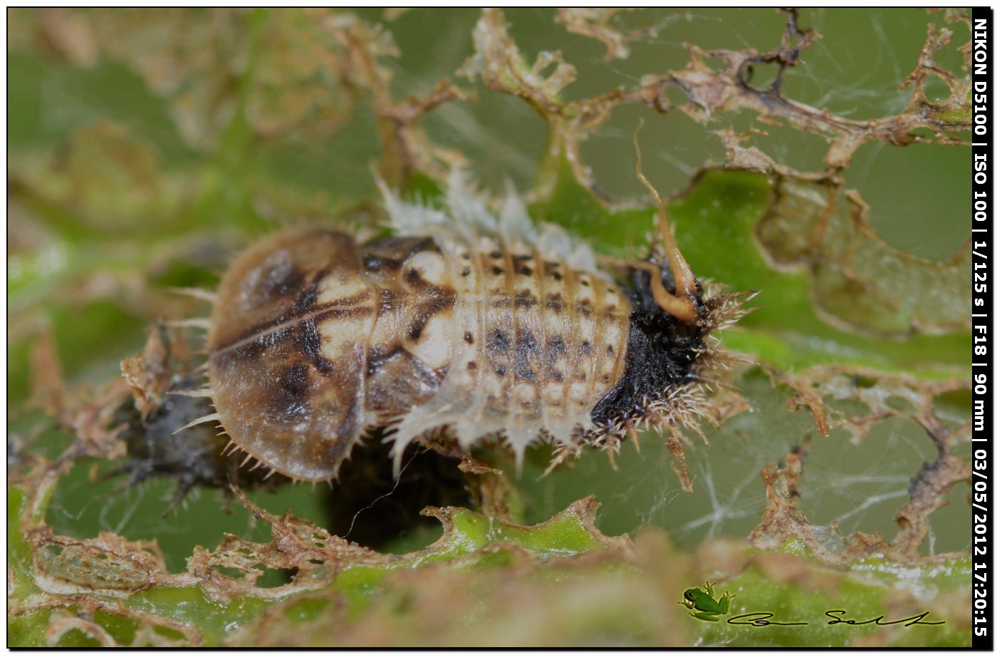 Pupa e larve di Cassida cfr deflorata