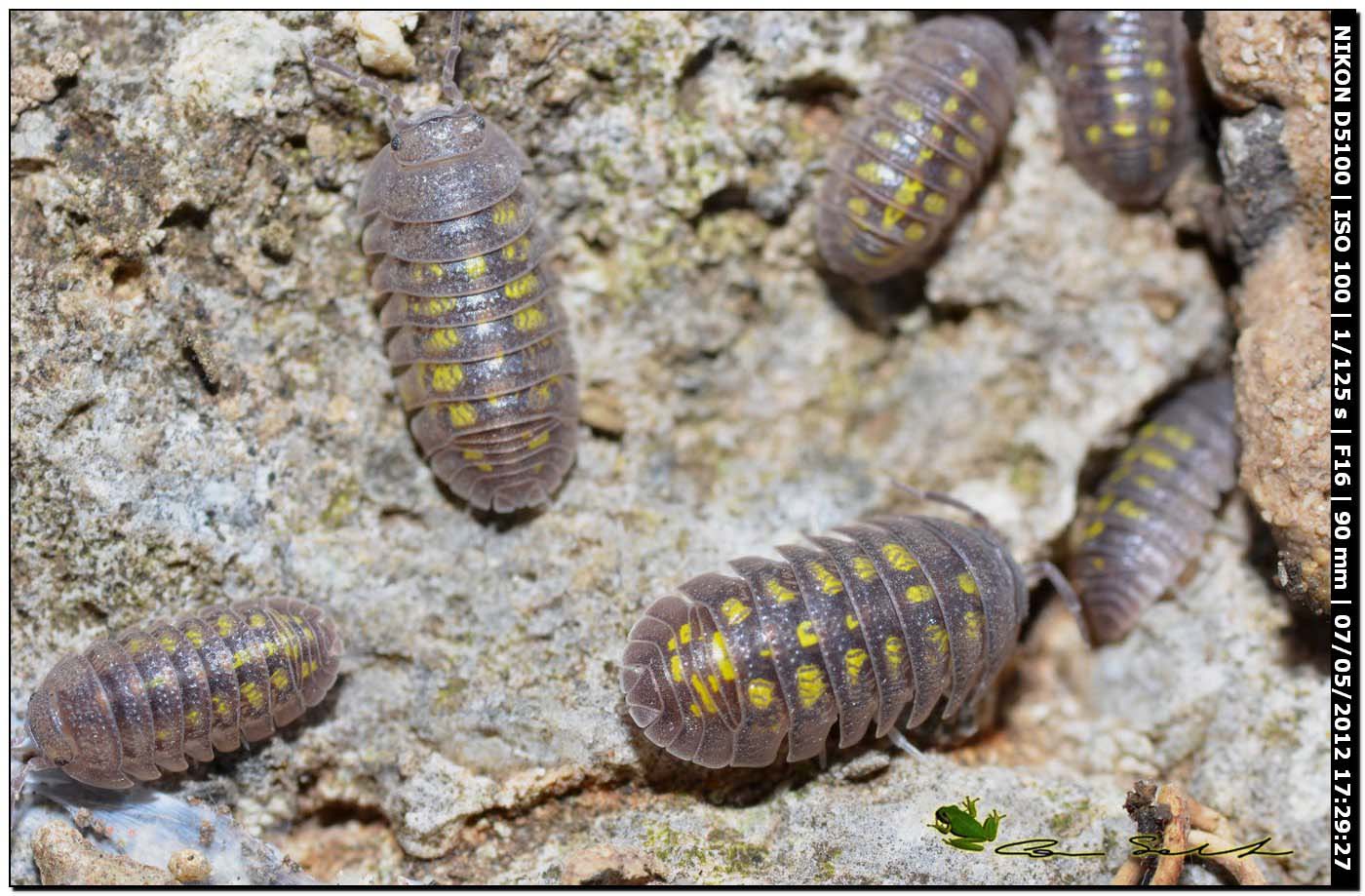 Armadillidium granulatum