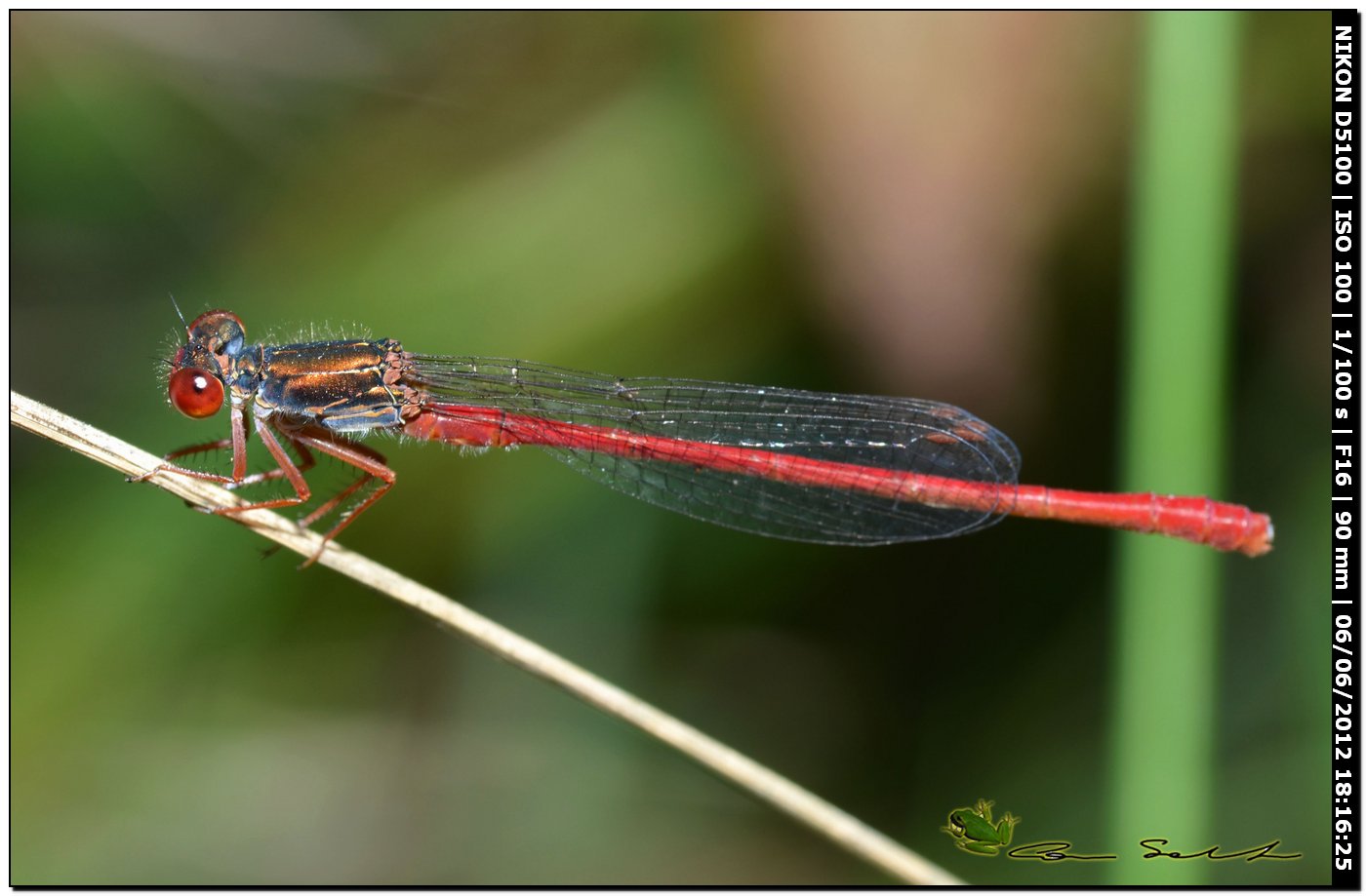 Ceriagrion tenellum ♂