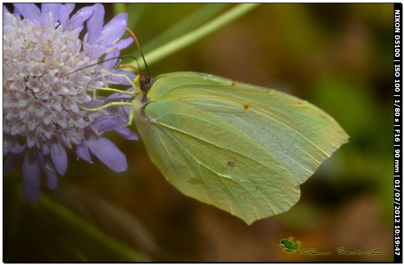 Gonepteryx cleopatra ♂