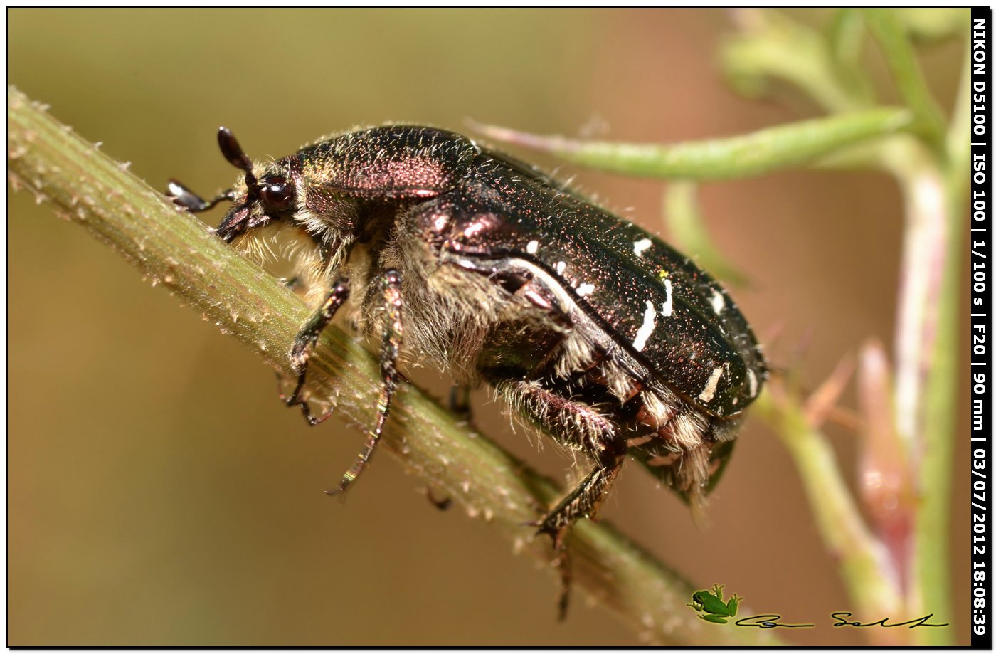 Cetoniidae, Cetonia aurata aurata?