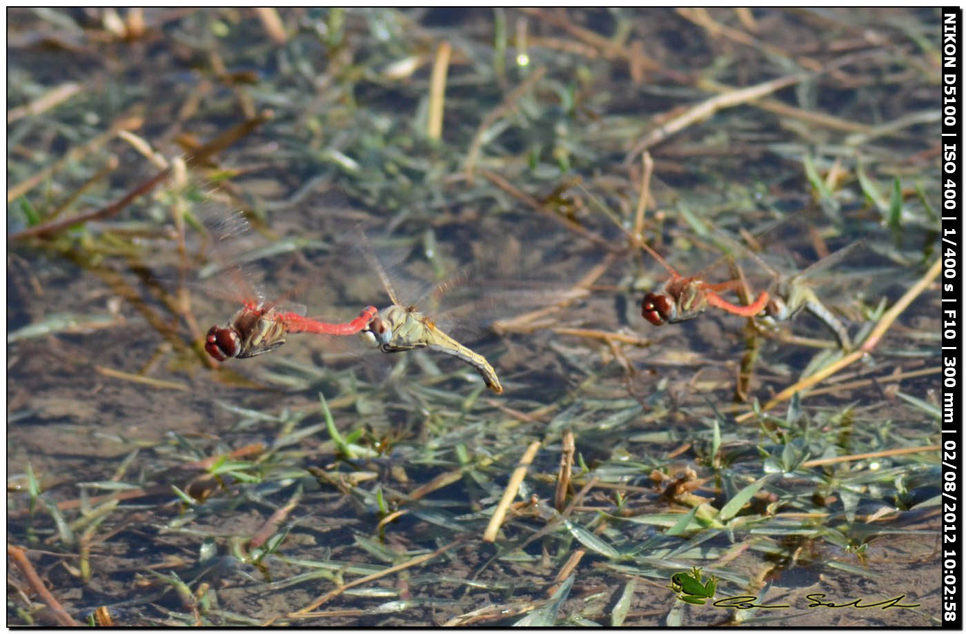 Sympetrum fonscolombii, ovodeposizione