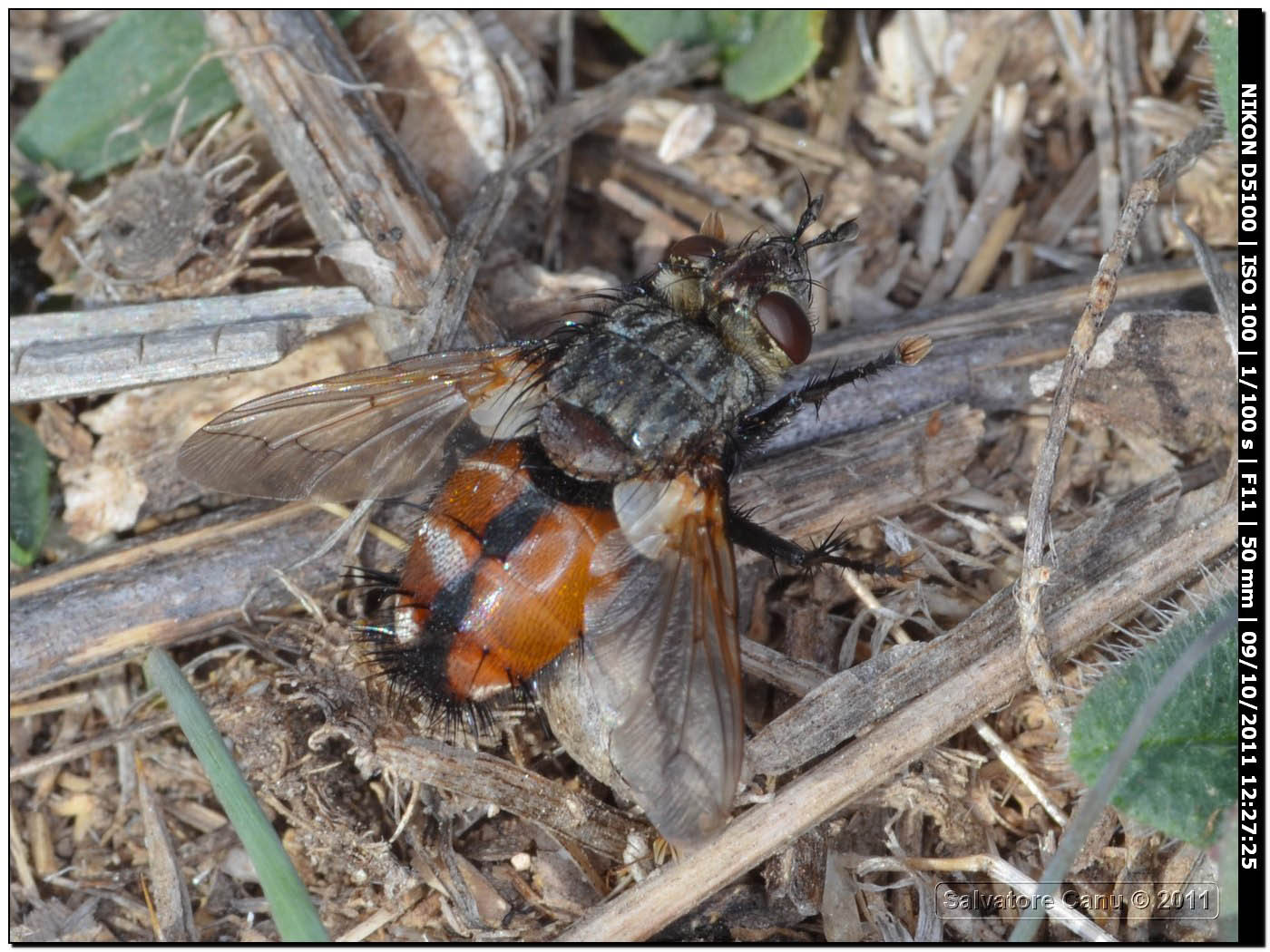 Peleteria rubescens ♂ (Tachinidae)