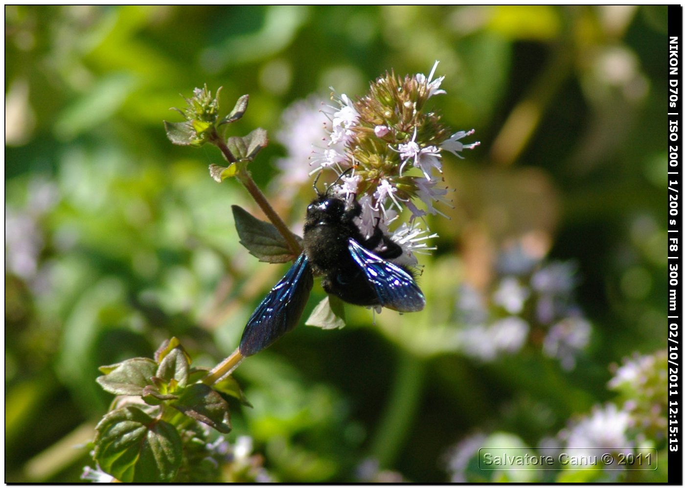 Apidae Xylocopinae: Xylocopa violacea ♂ e Nomada sp.(Apidae Nomadinae)