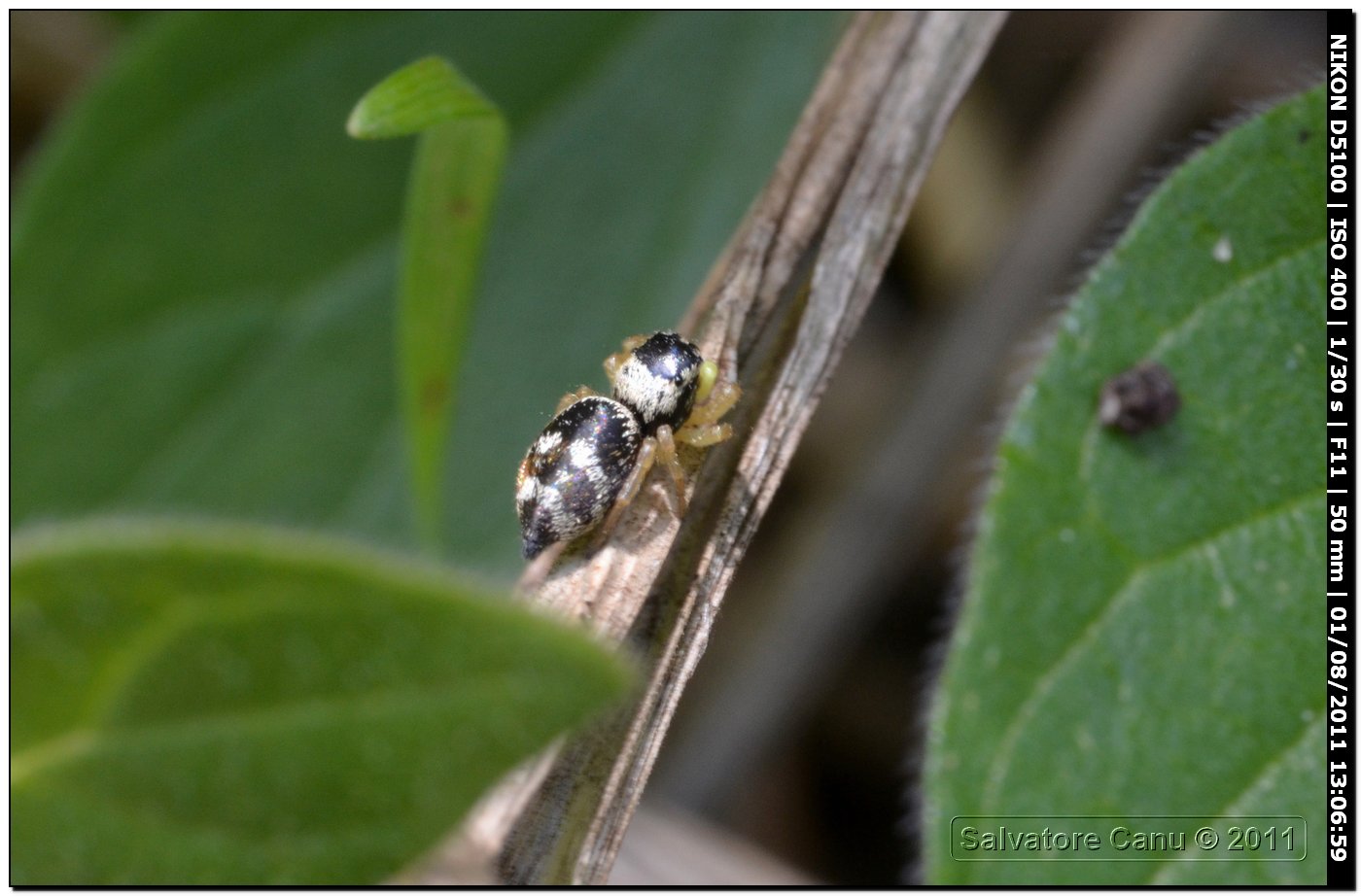 Heliophanus sp.