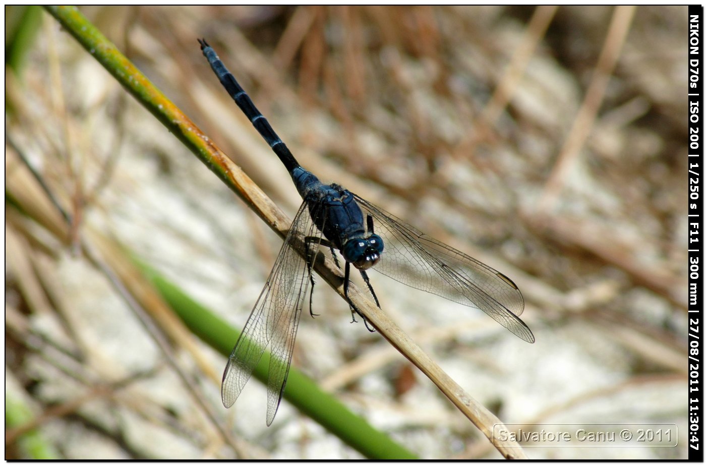 Orthetrum?? - Orthetrum trinacria