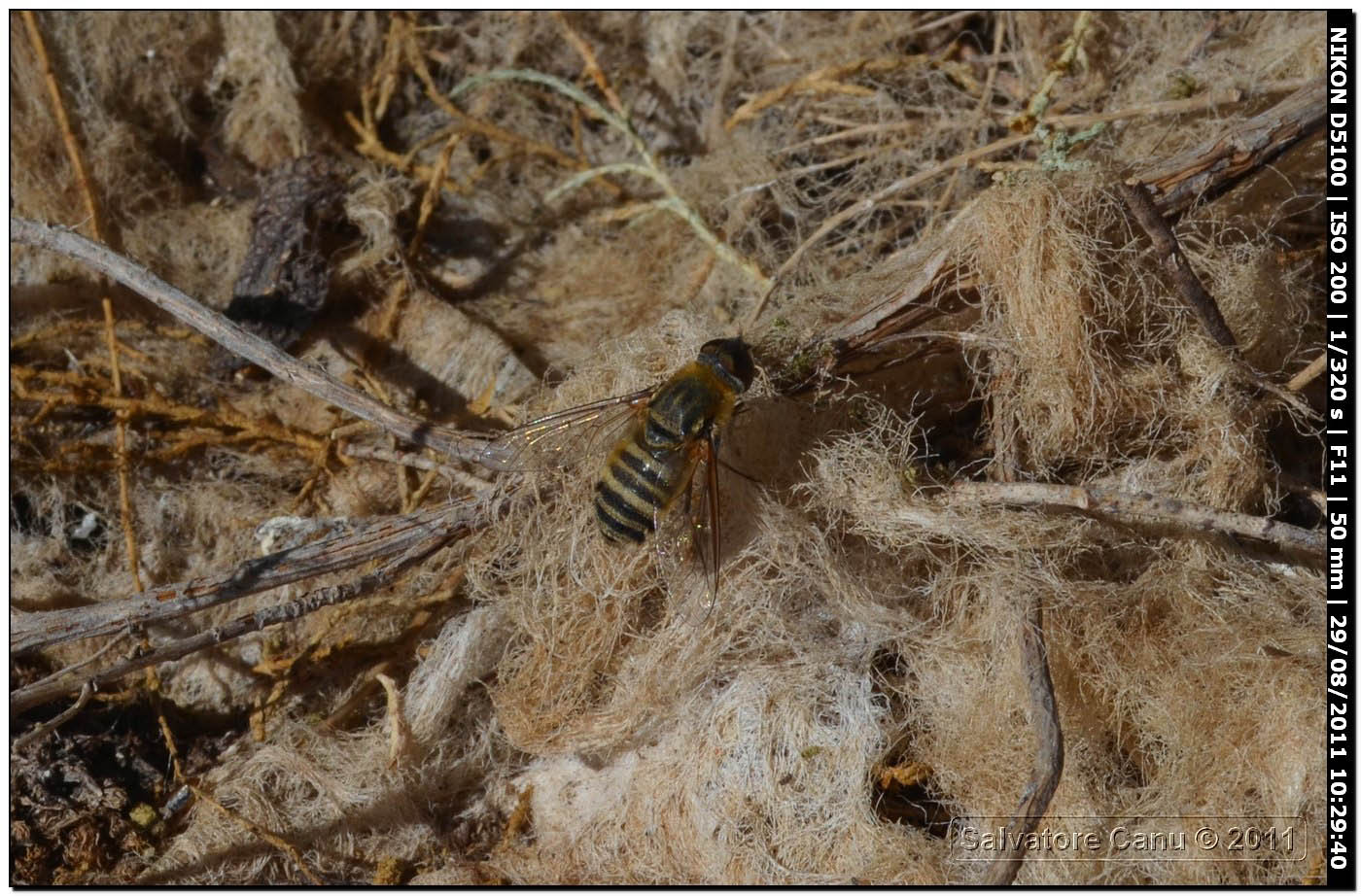 Diptera da id.