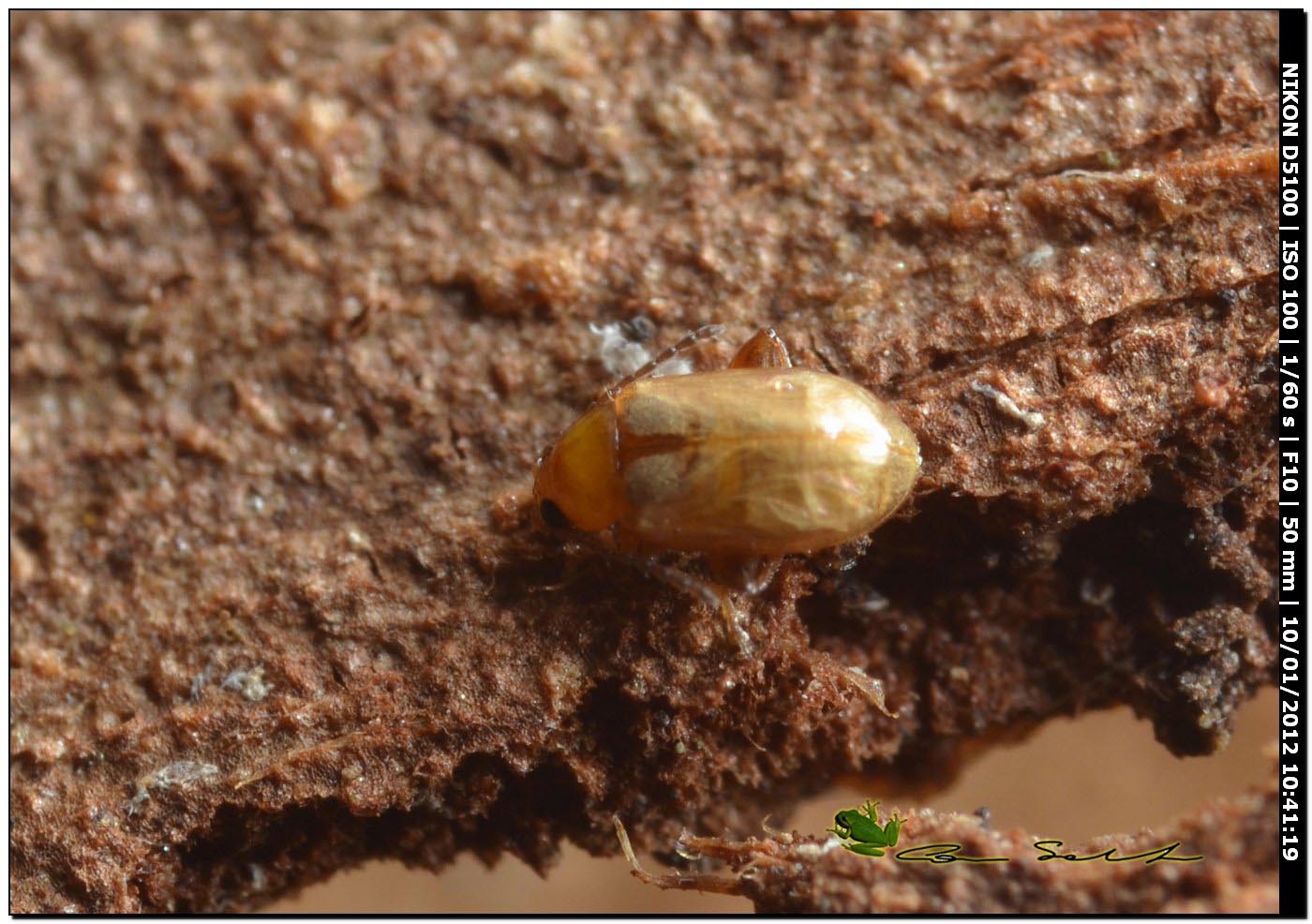 Piccolo Chrysomelidae alticino sotto la corteccia