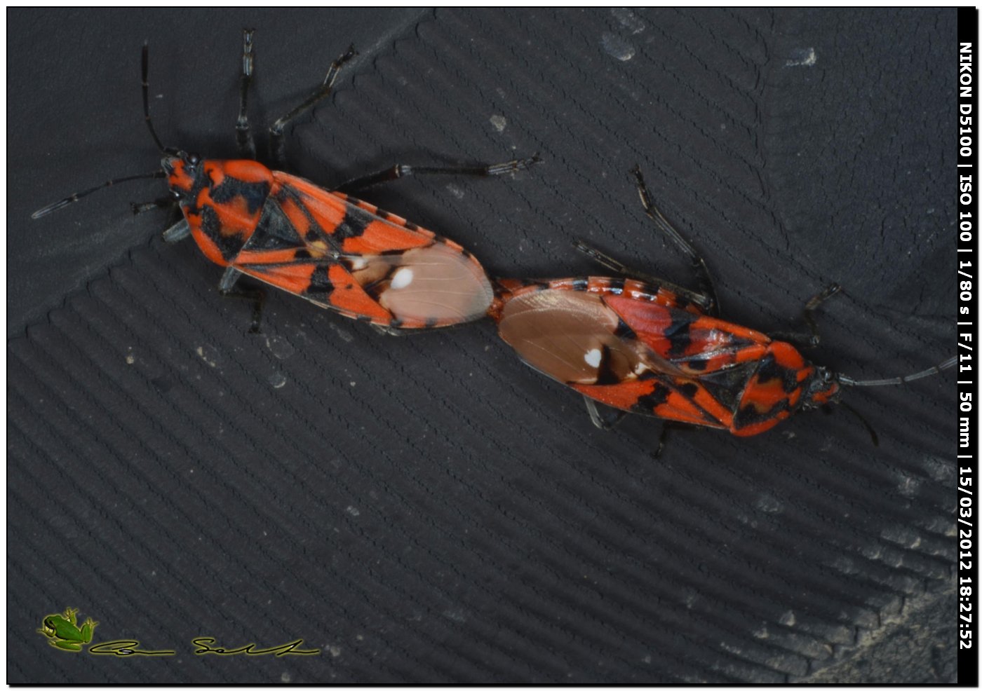 Spilostetus pandurus ♂♀