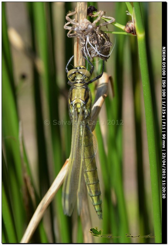 Orthetrum cancellatum, metamorfosi