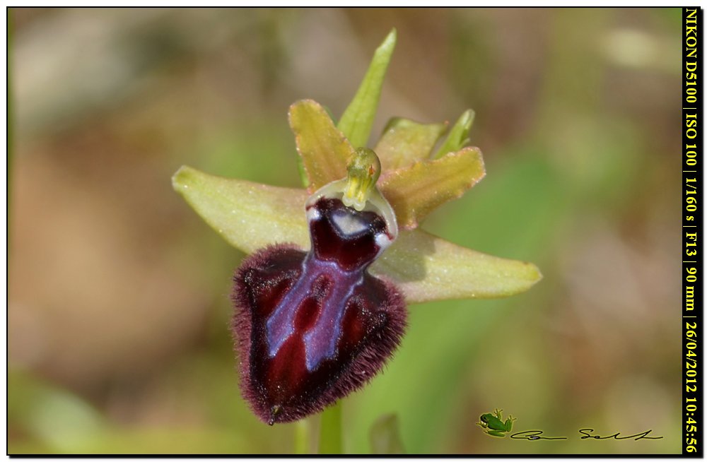 Ophrys da id.