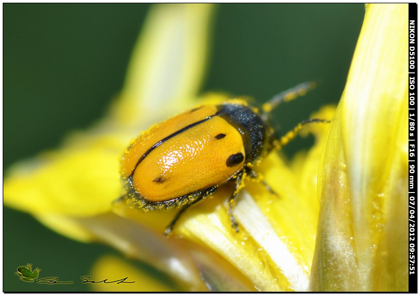 Ancora Cryptocephalus rugicollis?