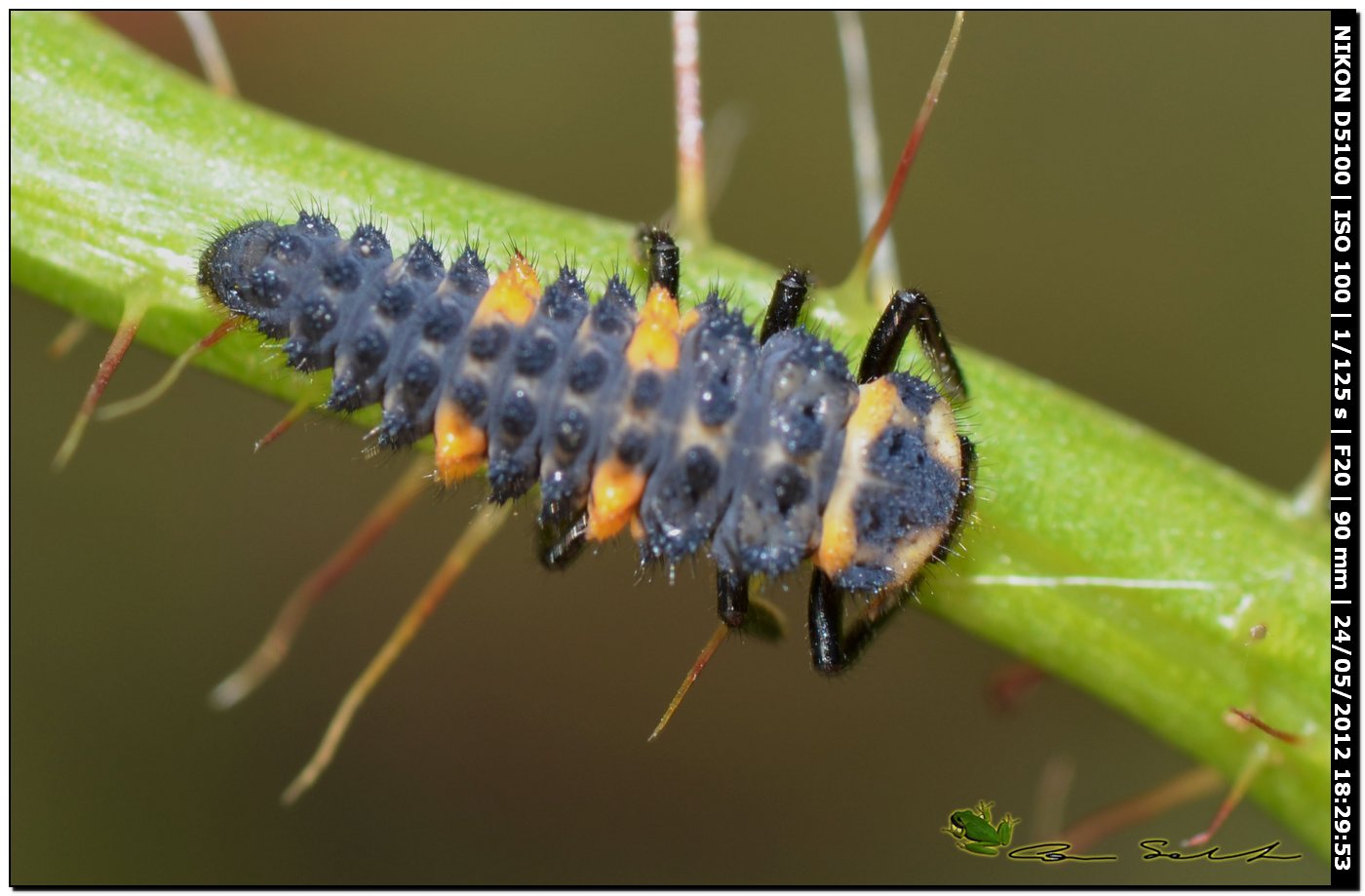 Larva di Coccinella septempunctata