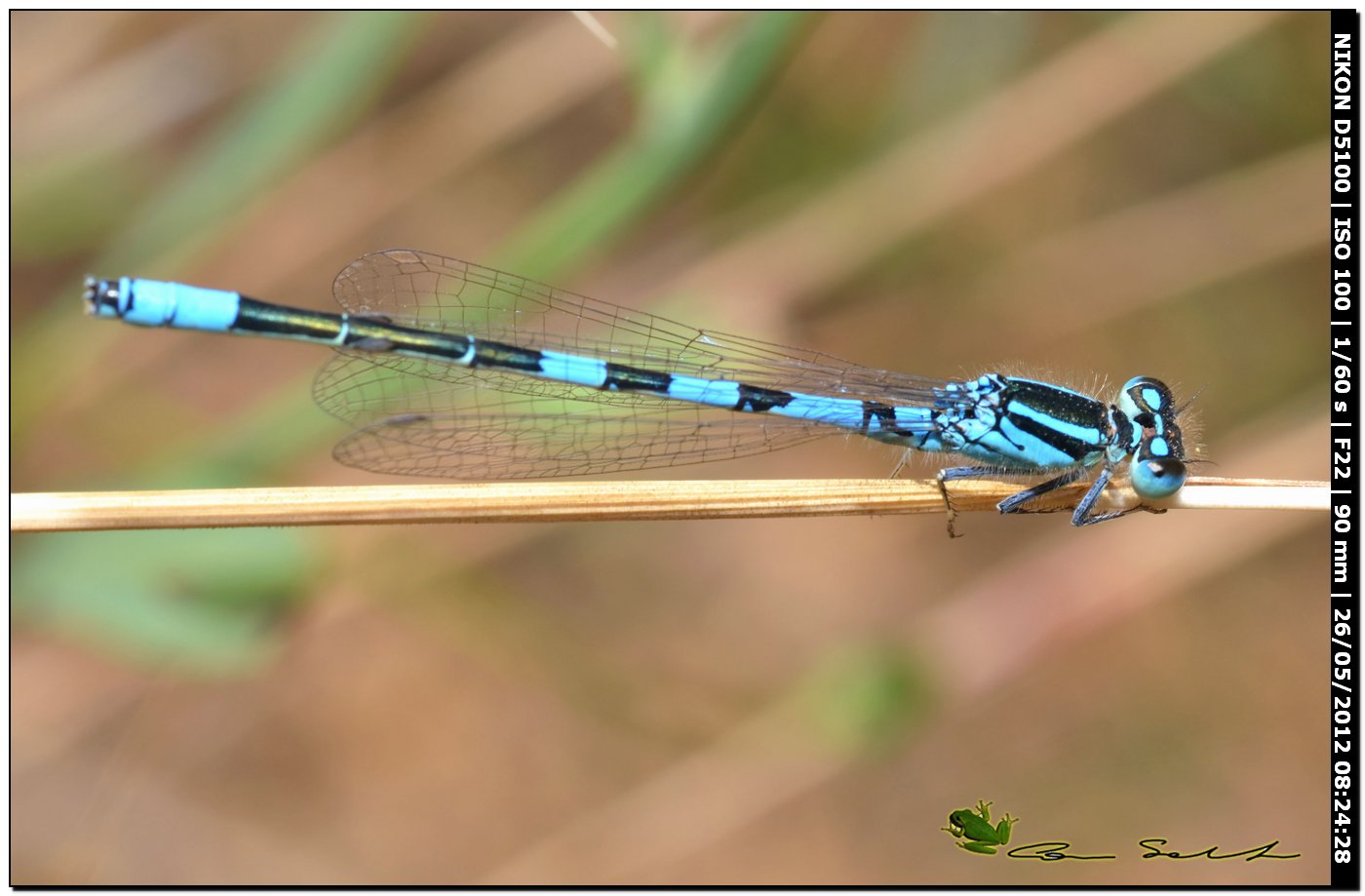 Coenagrion scitulum da Baratz