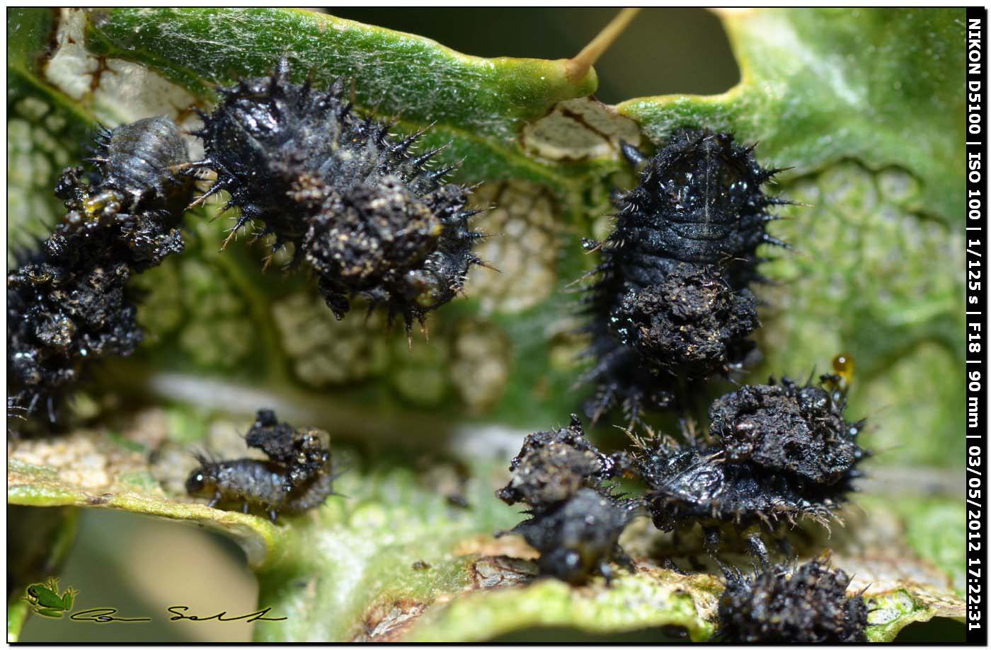 Pupa e larve di Cassida cfr deflorata