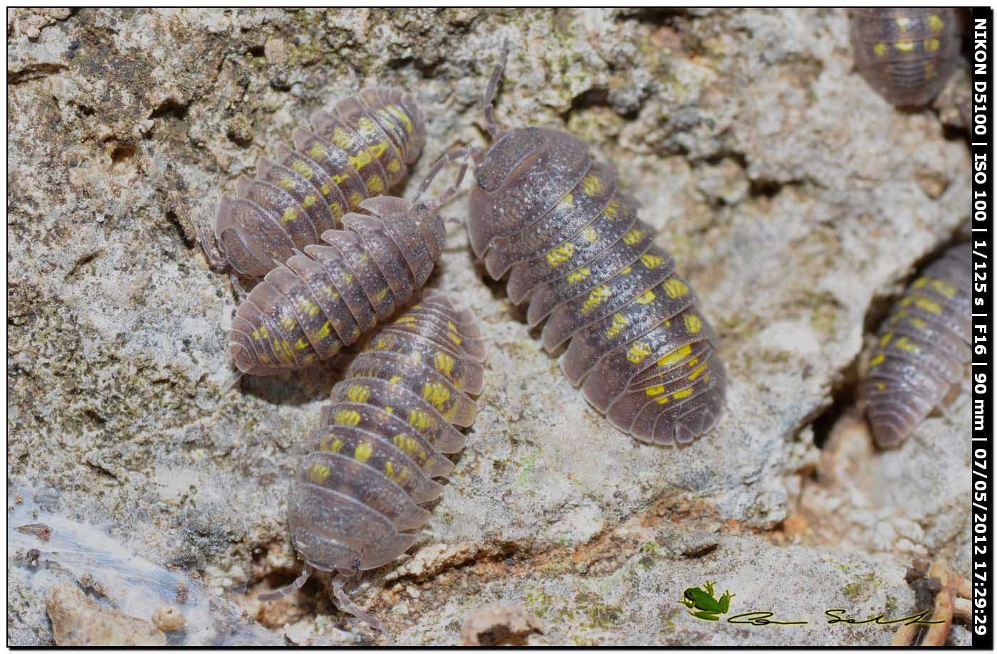 Armadillidium granulatum