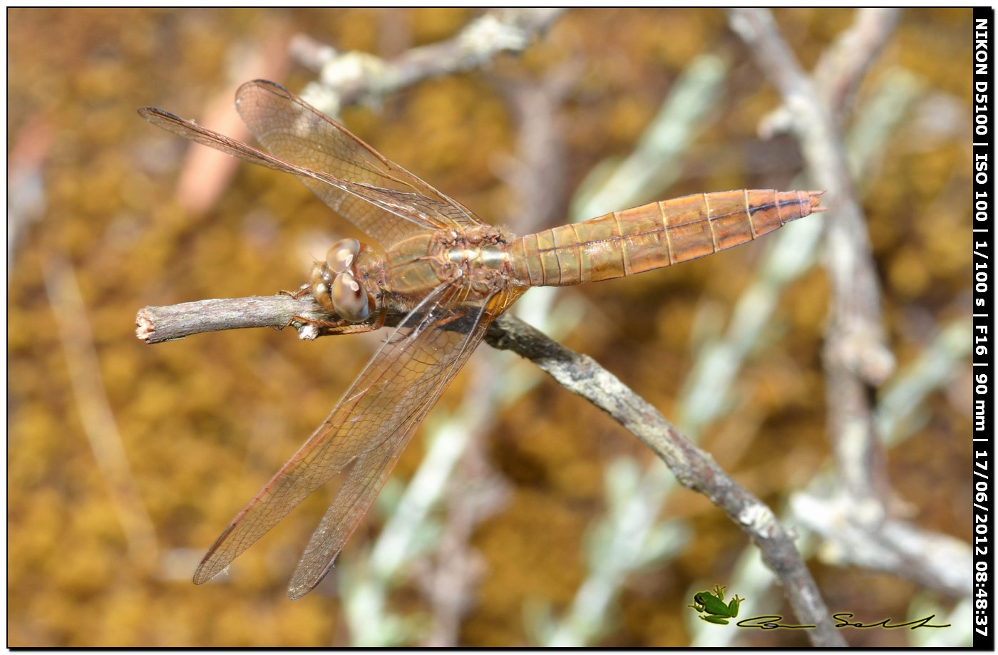 Crocothemis erythraea ♀