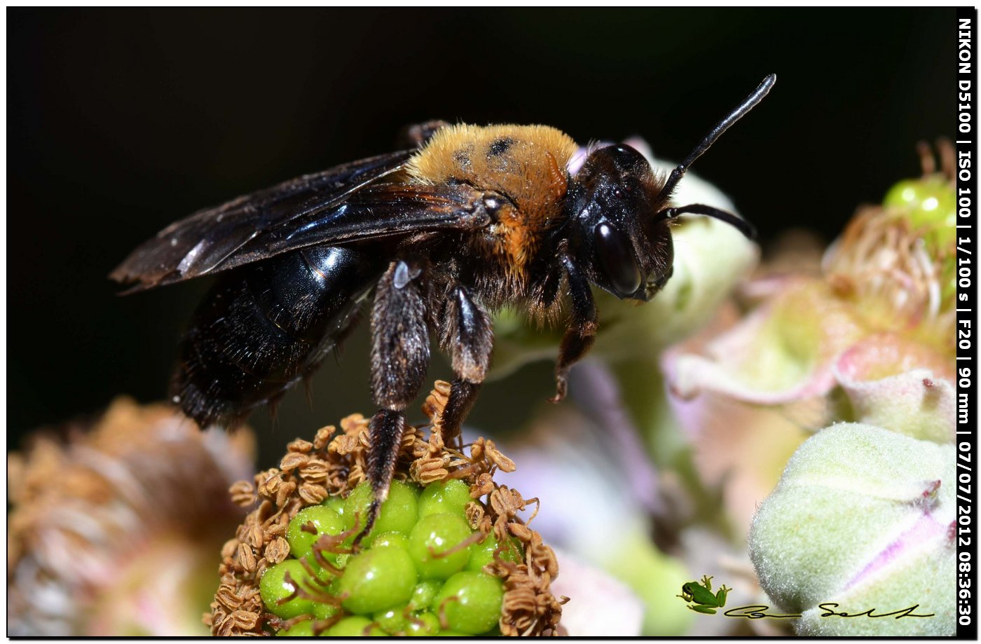 Femmina di Andrena thoracica