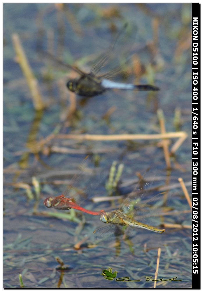 Sympetrum fonscolombii, ovodeposizione