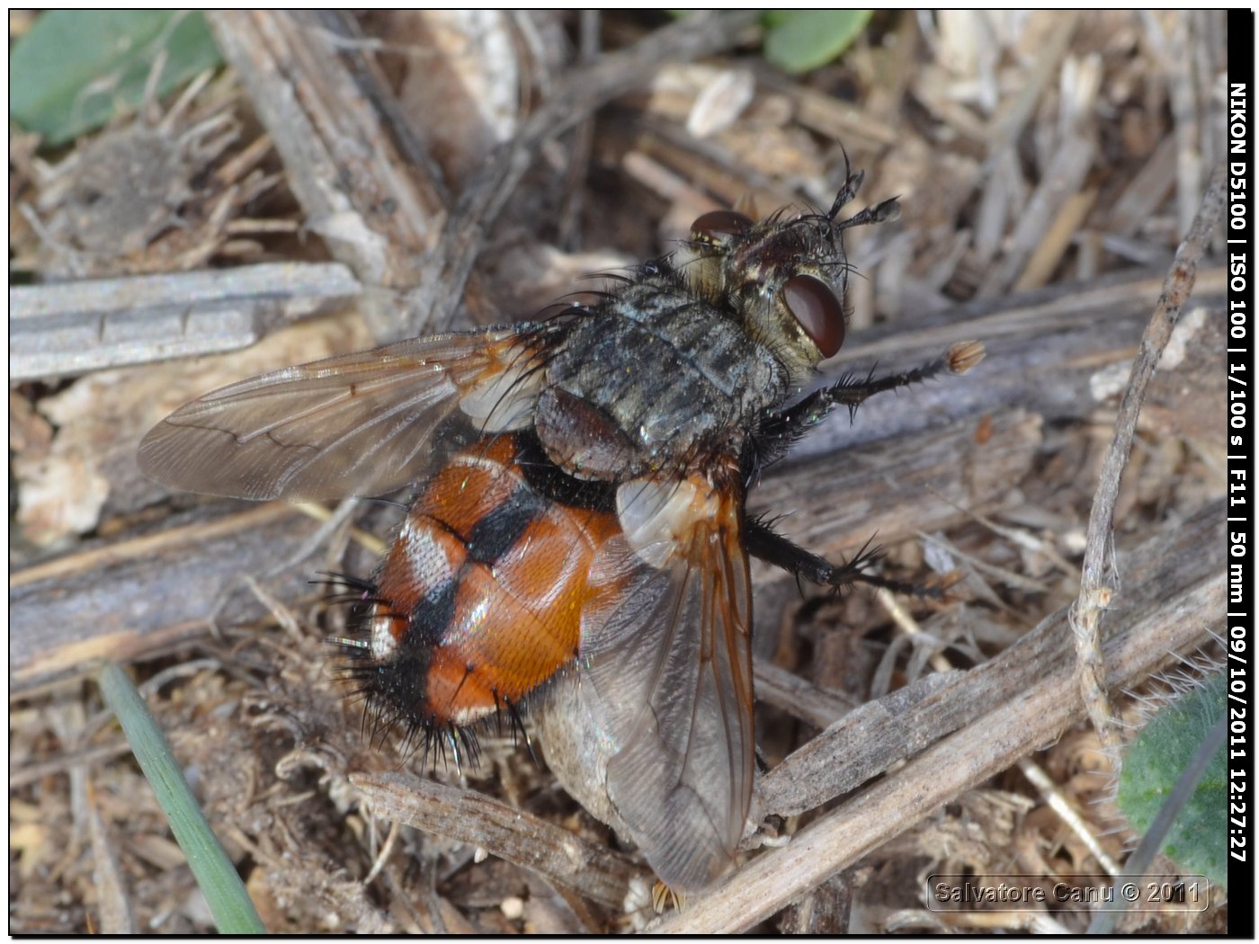 Peleteria rubescens ♂ (Tachinidae)