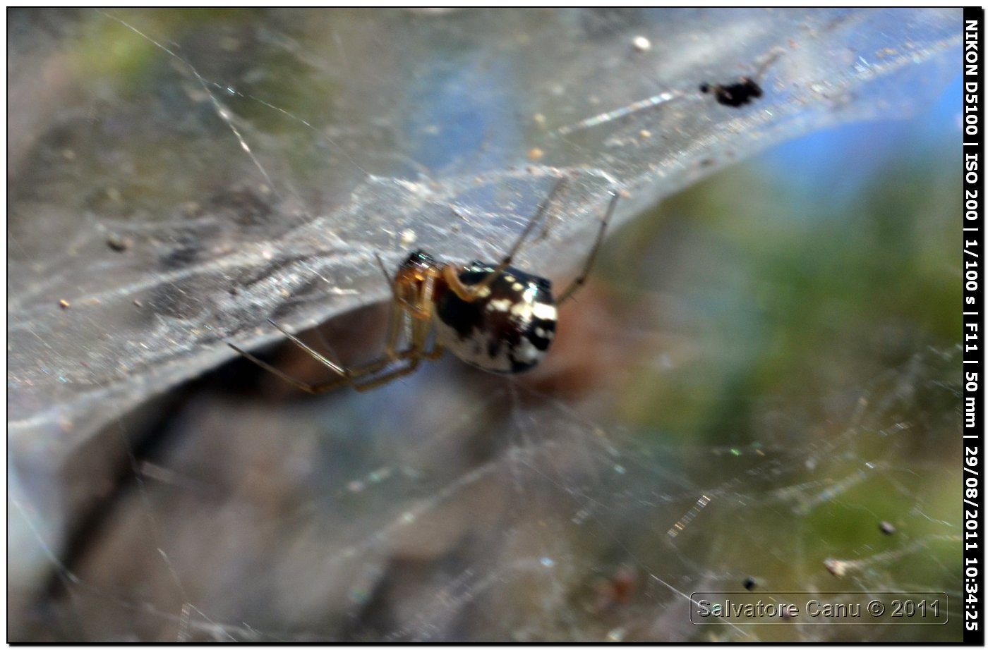 Frontinellina frutetorum?