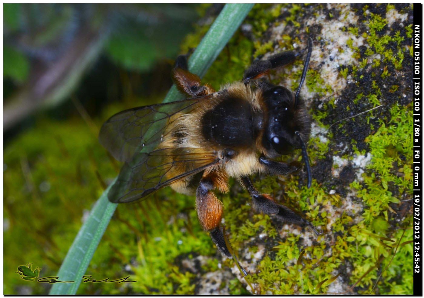 femmina di Andrena cfr nigroaenea